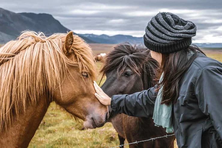 Icelandic horses along the tour route