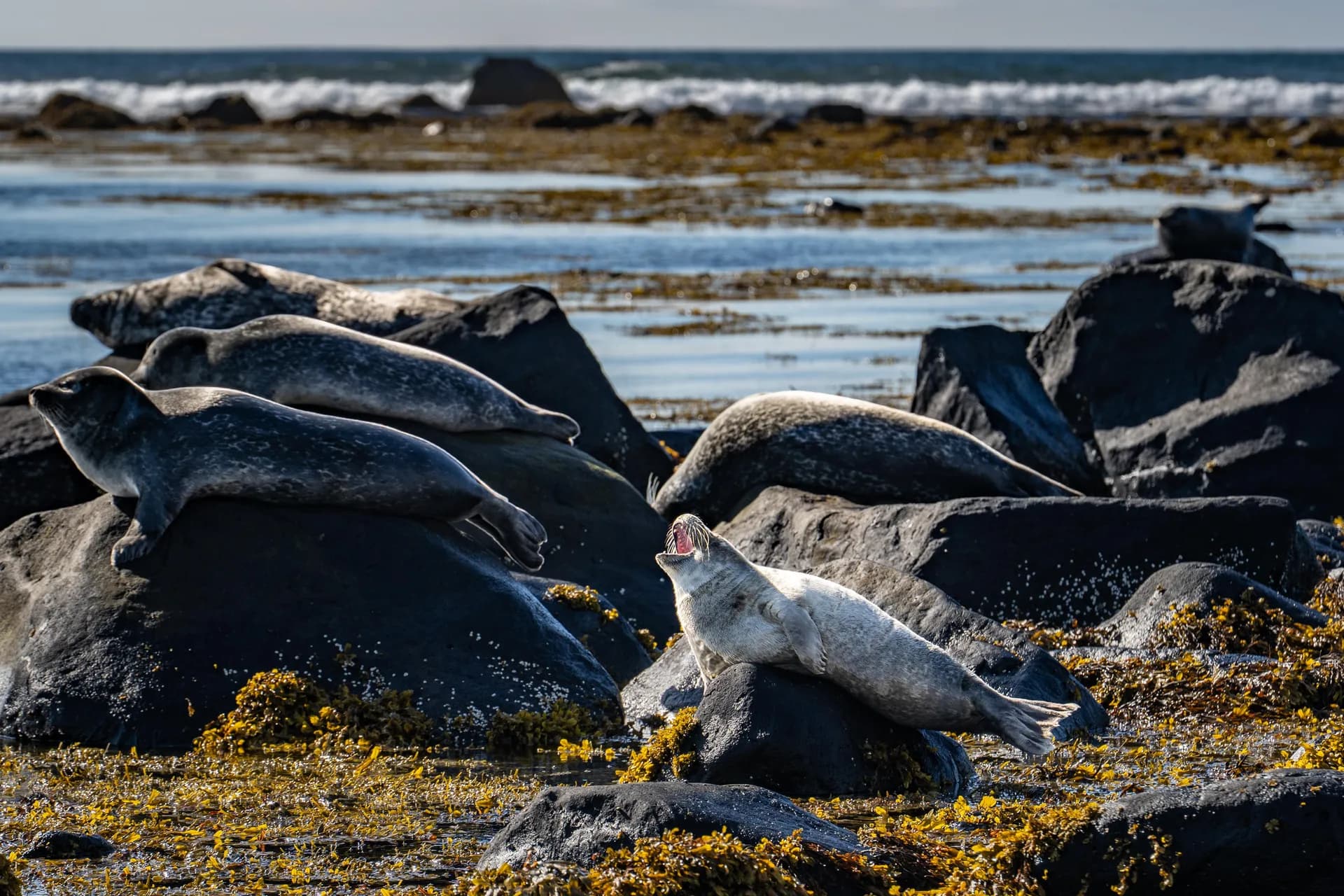 Ytri Tunga seal colony