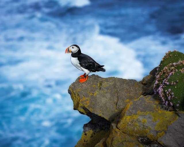 Puffins in the Westman Islands