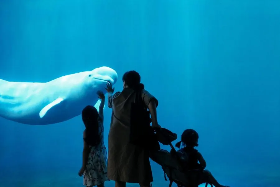 Westman Islands landscape